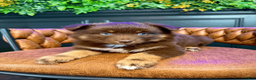 Pomsky dogs for sale: Theo - Ad 5