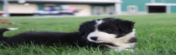 Border Collie dogs for sale: Hayes - Ad 7