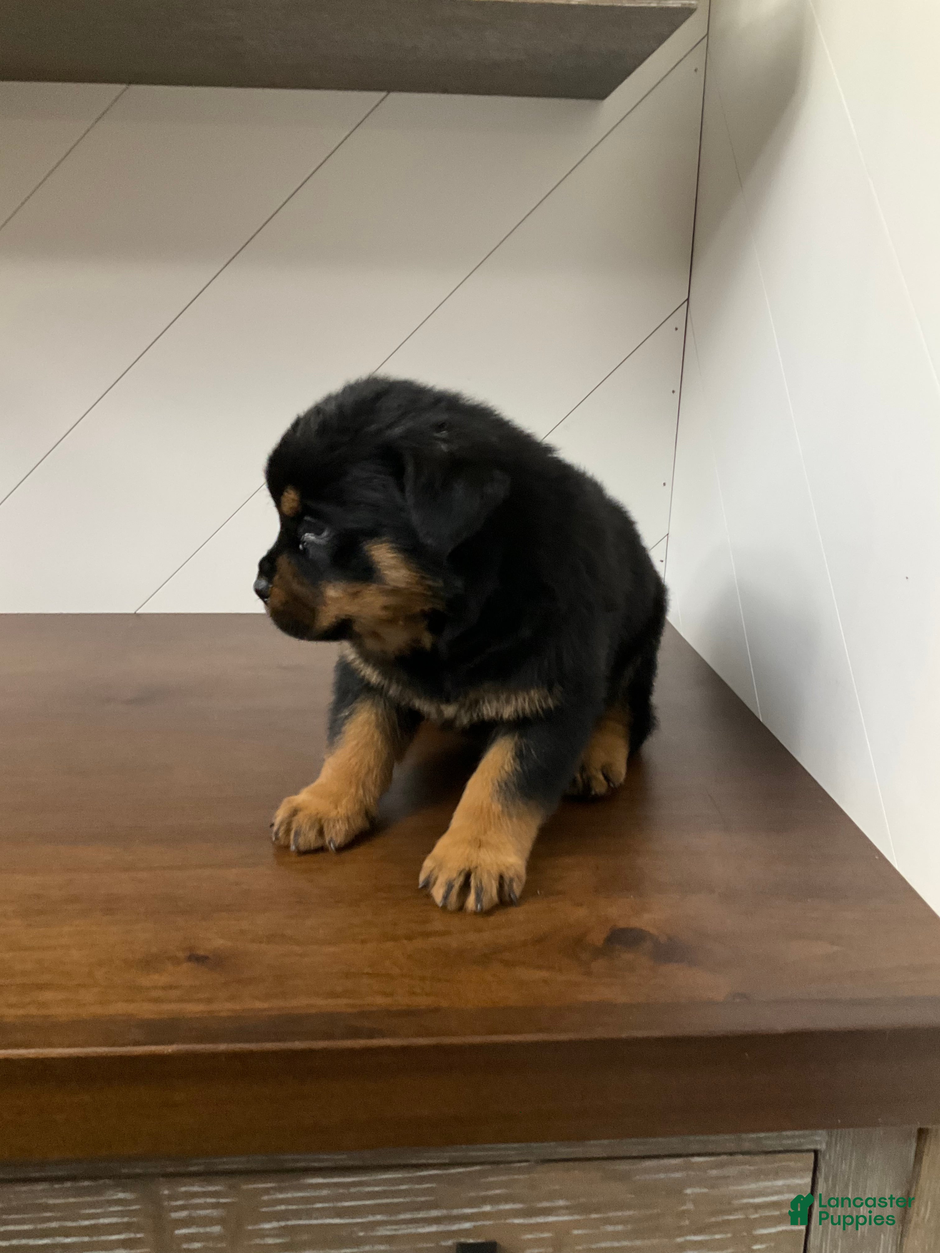 Rottweiler dogs Rottweiler Puppy 4 - Ad 2