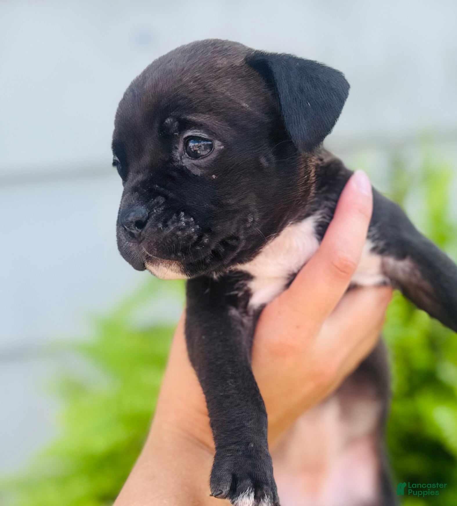 American Bully dogs American Bully 6 - Ad 41