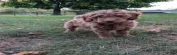 Miniature Labradoodle dogs for sale: Melanie - Ad 6