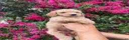 Goldendoodle dogs for sale: Sofie - Ad 3