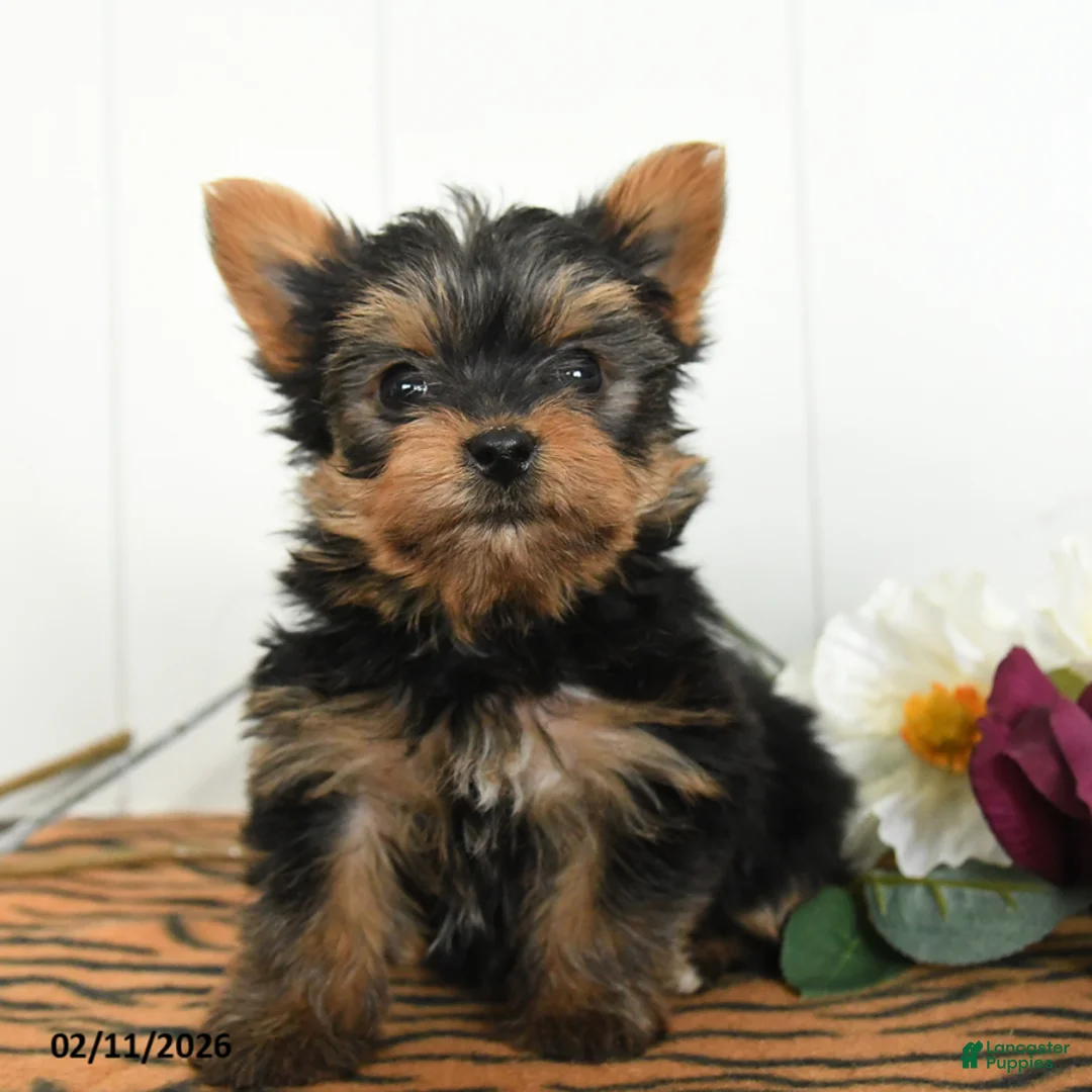 Yorkshire Terrier dogs for sale: Milo - Ad 1