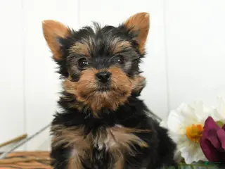 Yorkshire Terrier dogs Milo - Ad 2