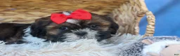 Shih Tzu dogs for sale: ROSCOE - Ad 9