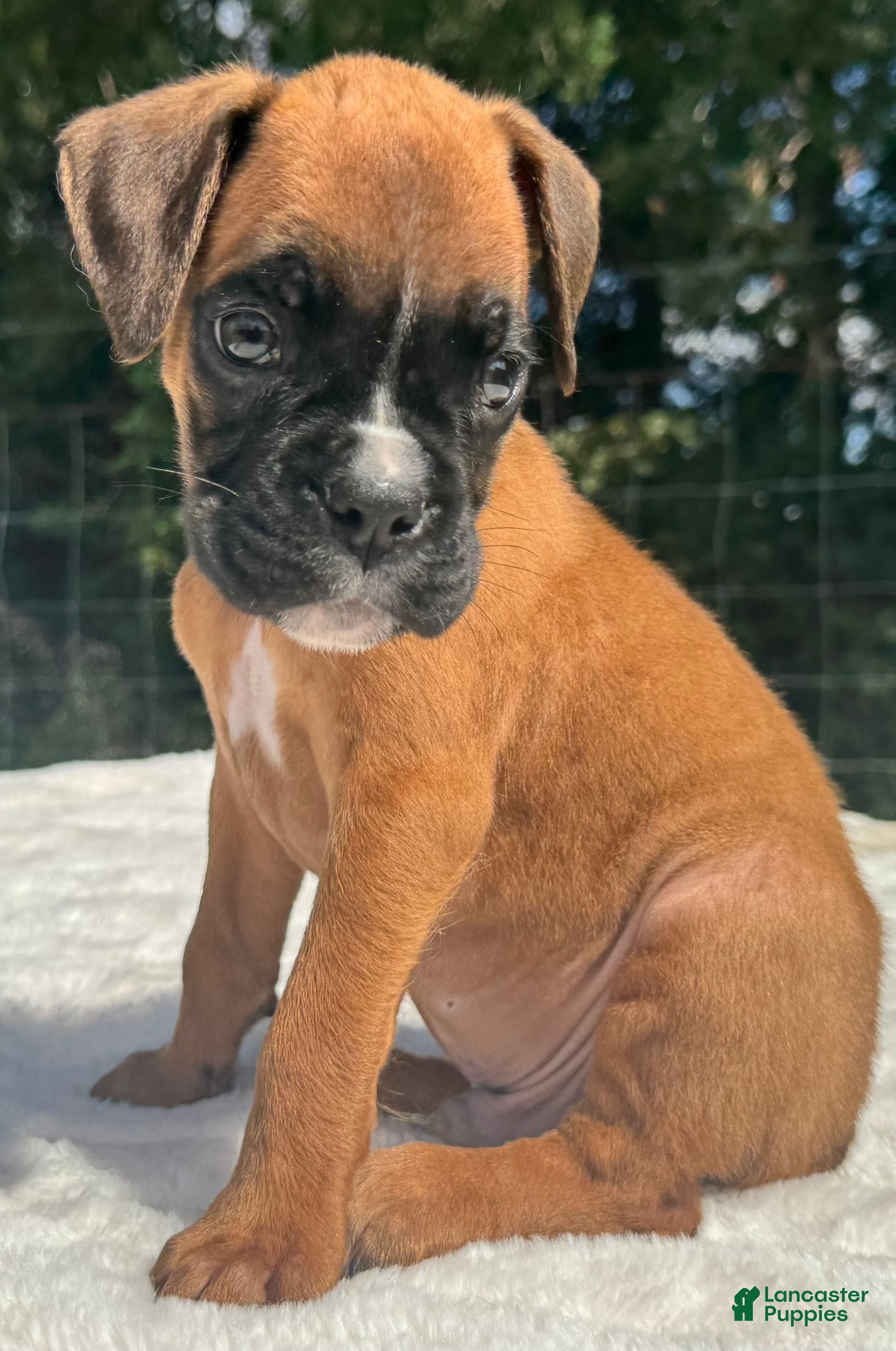 Boxer dogs Austin - Ad 1