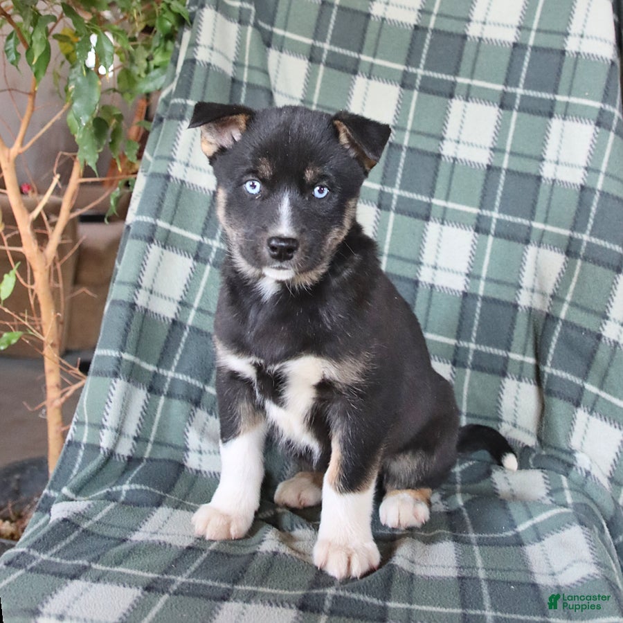 Mixed Breed dogs Skye - Ad 2