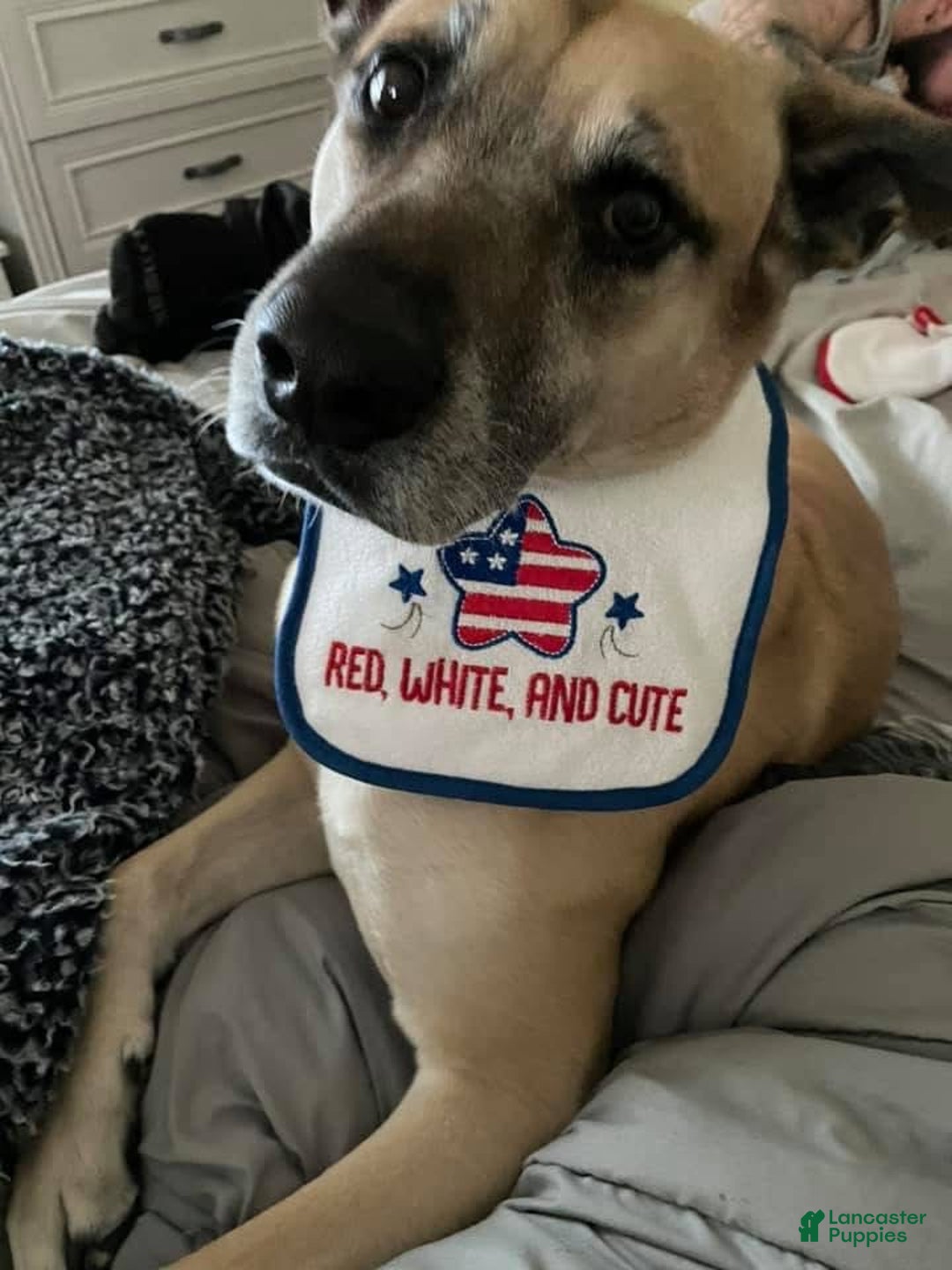 Mixed Breed dogs for sale: Potato  - Ad 5