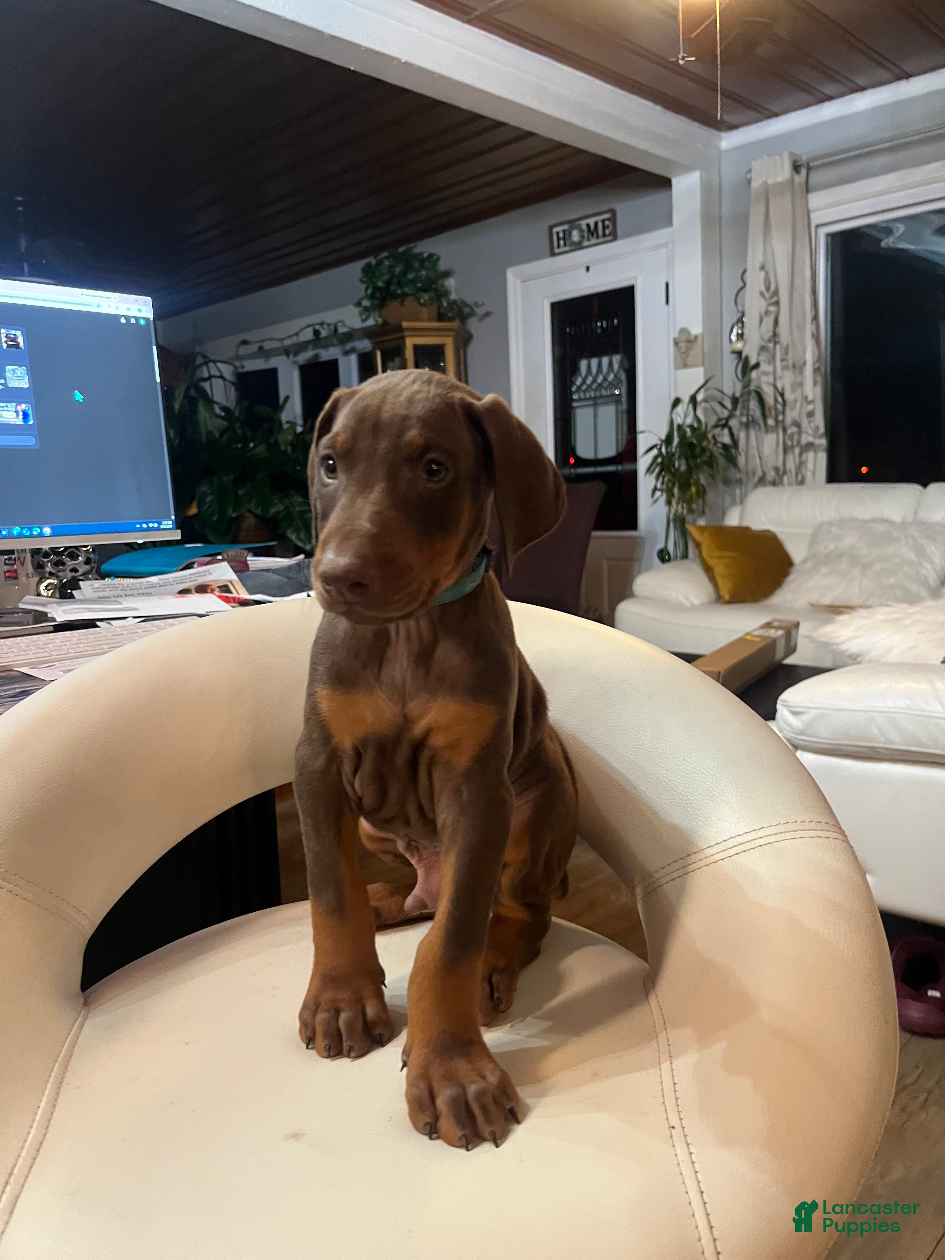 Doberman Pinscher dogs Phoenix - Ad 26