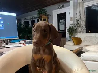 Doberman Pinscher dogs Phoenix - Ad 26