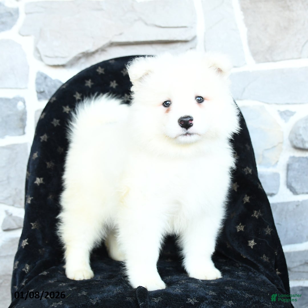 Samoyed dogs for sale: Kayden - Ad 2
