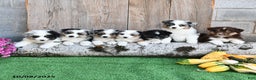 Miniature Australian Shepherd dogs for sale: Ripple - Ad 6