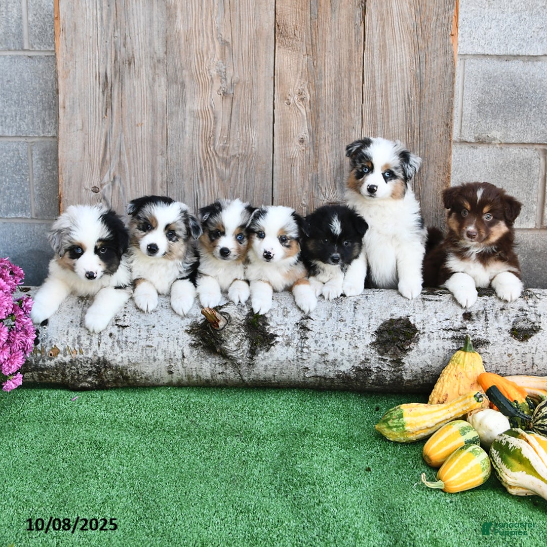 Miniature Australian Shepherd dogs for sale: Ripple - Ad 6