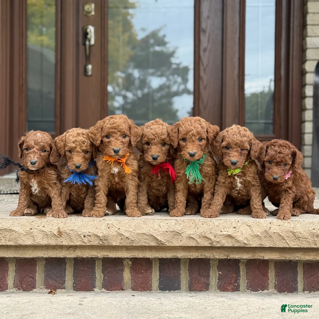 Standard Poodle dogs for sale: Buddy - Moyen Size Poodle - Ad 3