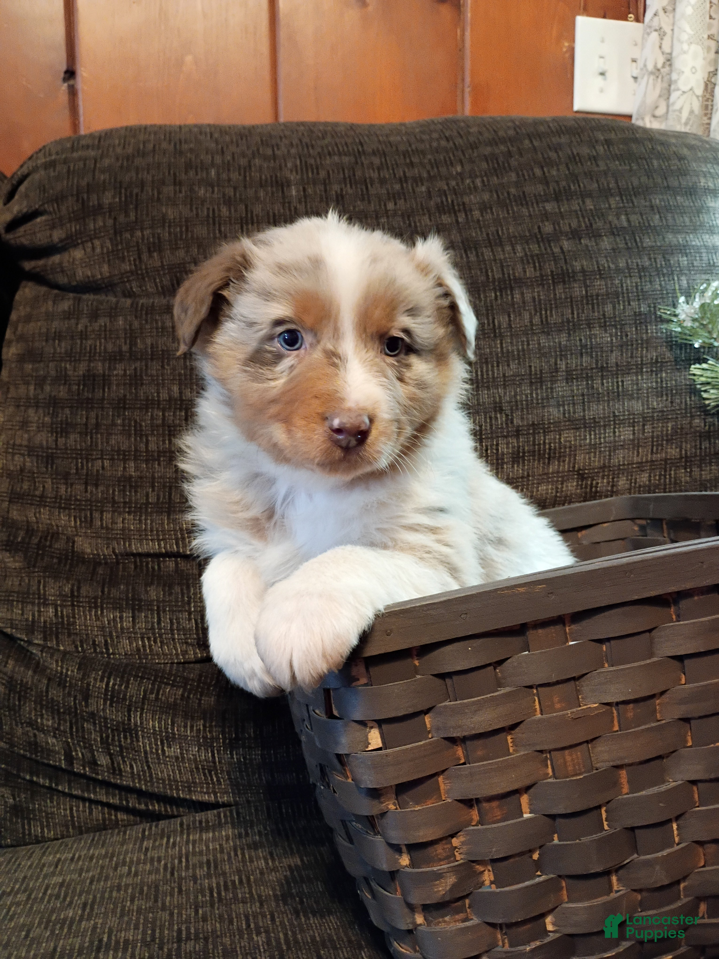 Australian Shepherd dogs Rocco - Ad 16