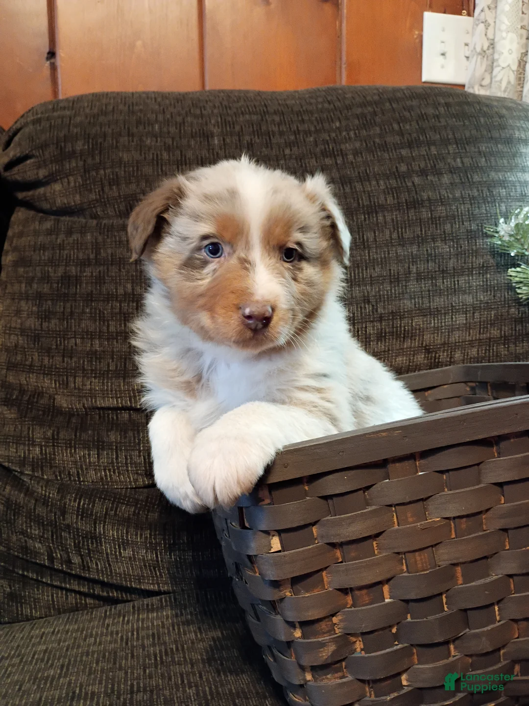 Australian Shepherd dogs for sale: Rocco - Ad 1