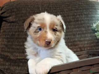Australian Shepherd dogs Rocco - Ad 16