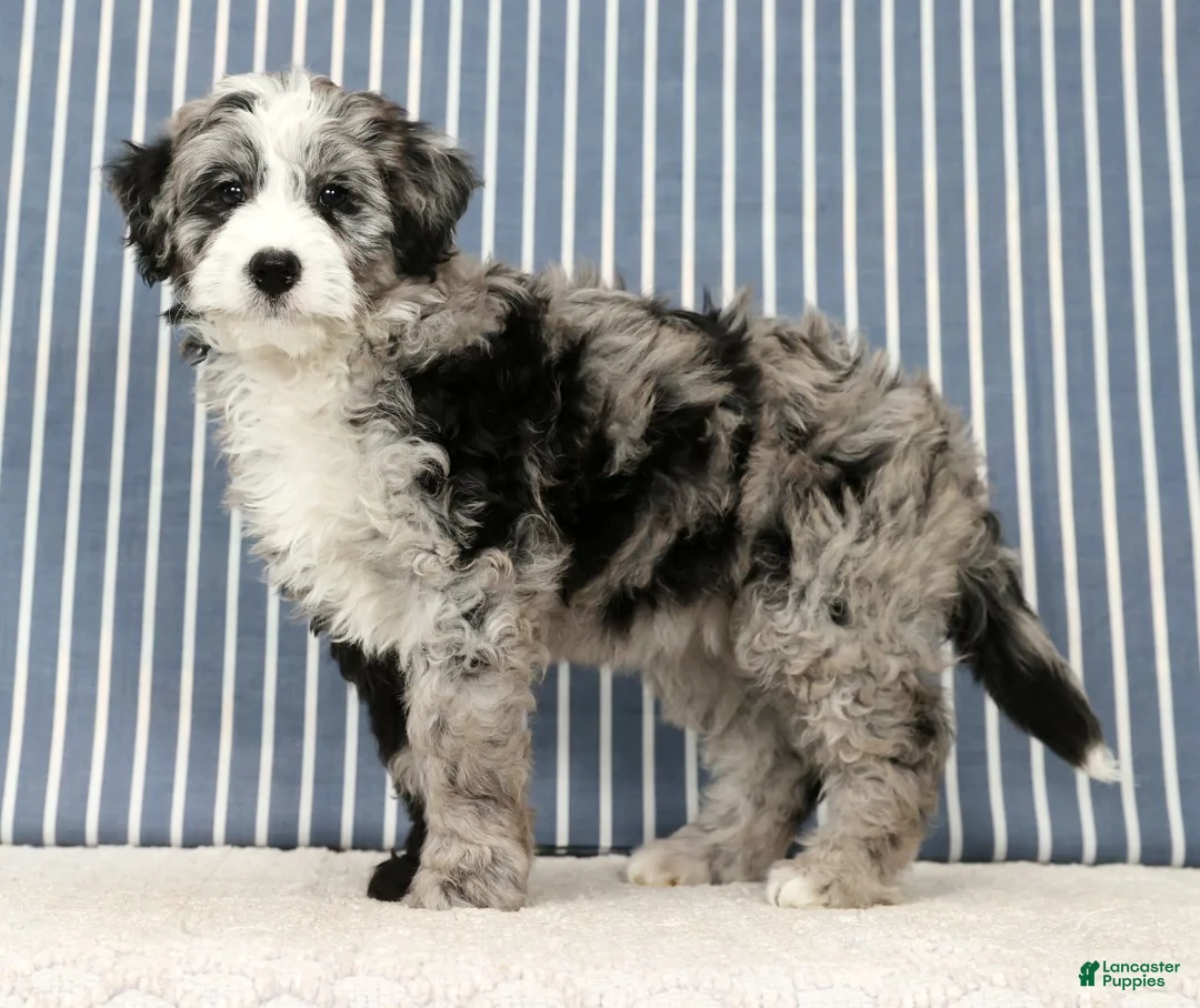 Mini Bernedoodle dogs for sale: Tabby - Ad 5