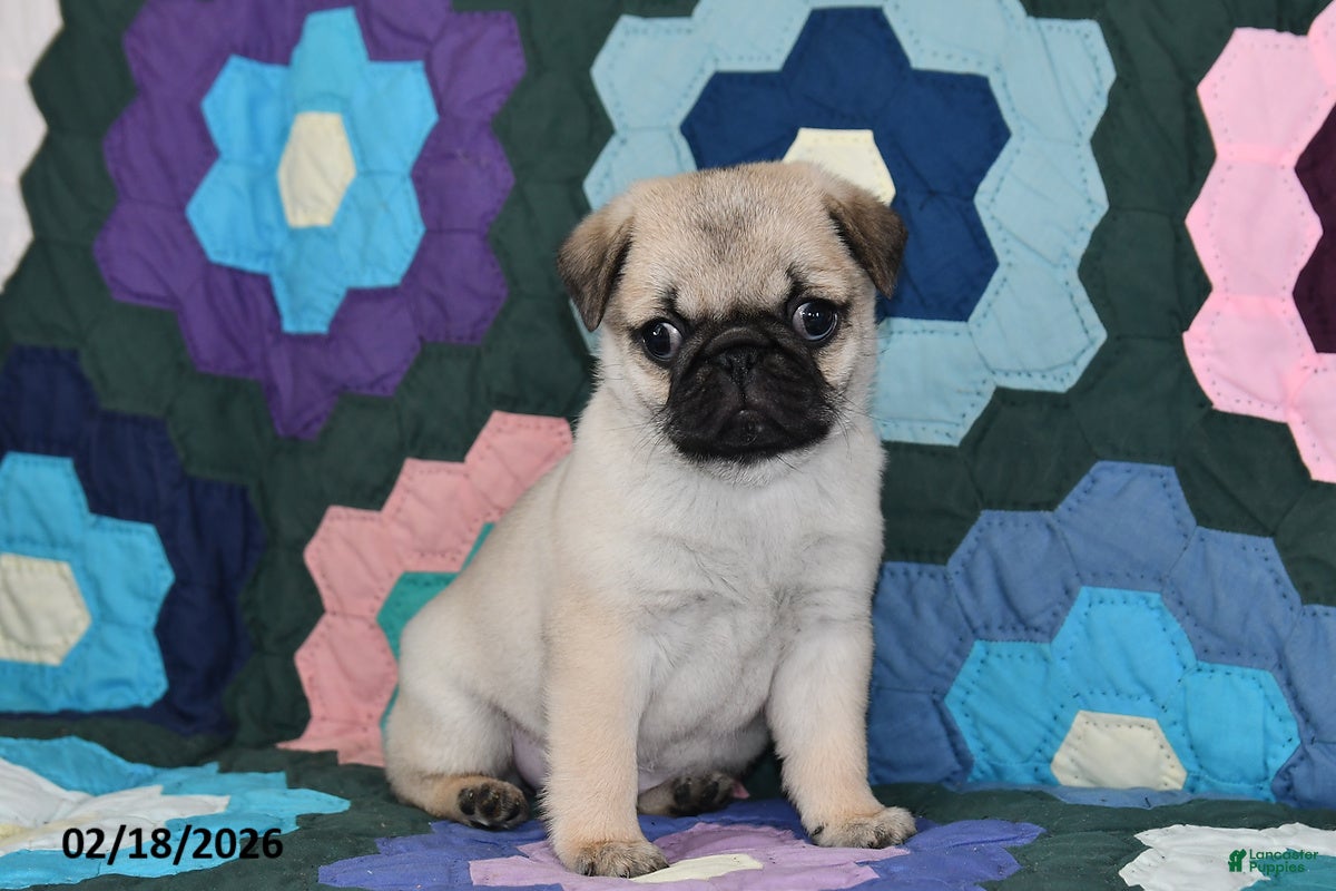 Pug dogs Holly - Ad 1