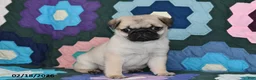 Pug dogs for sale: Holly - Ad 1