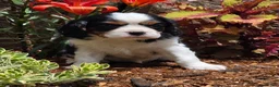 Cavalier King Charles Spaniel dogs for sale: Phlox - Ad 1
