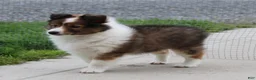Shetland Sheepdog dogs for sale: Basha Shetland Sheepdog Puppy  - Ad 4