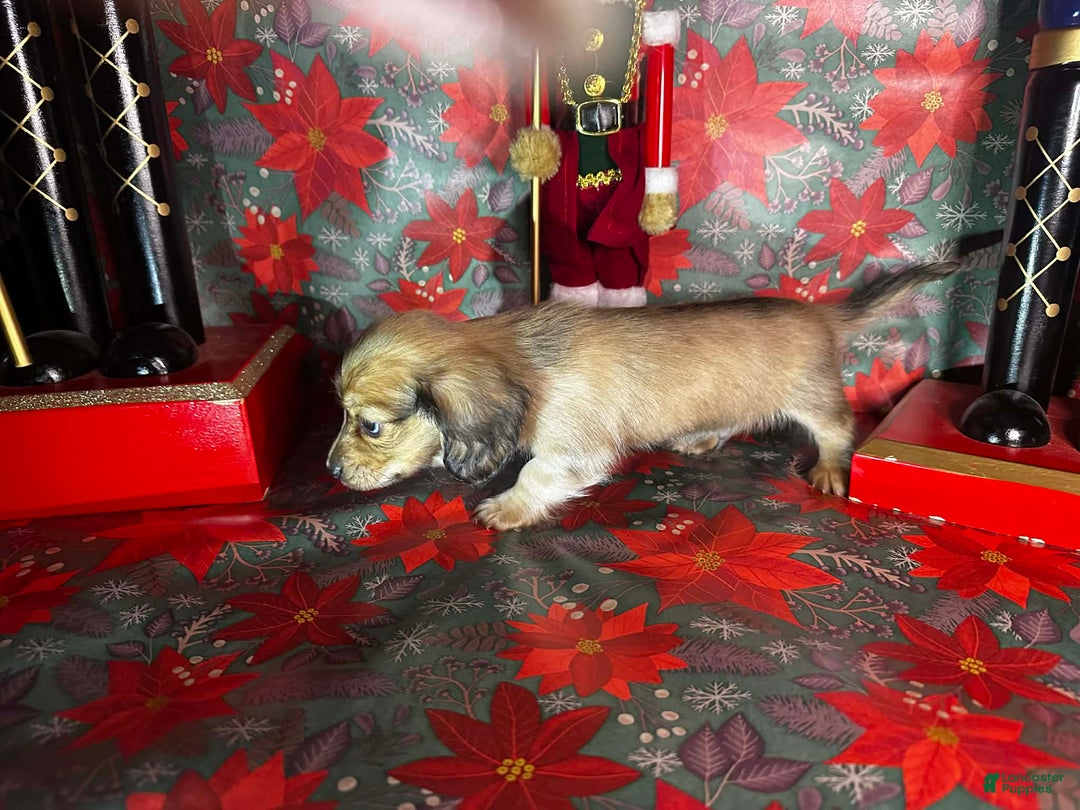 Dachshund dogs for sale: Bugs - Ad 5