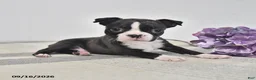 Boston Terrier dogs for sale: Ellie - Ad 3