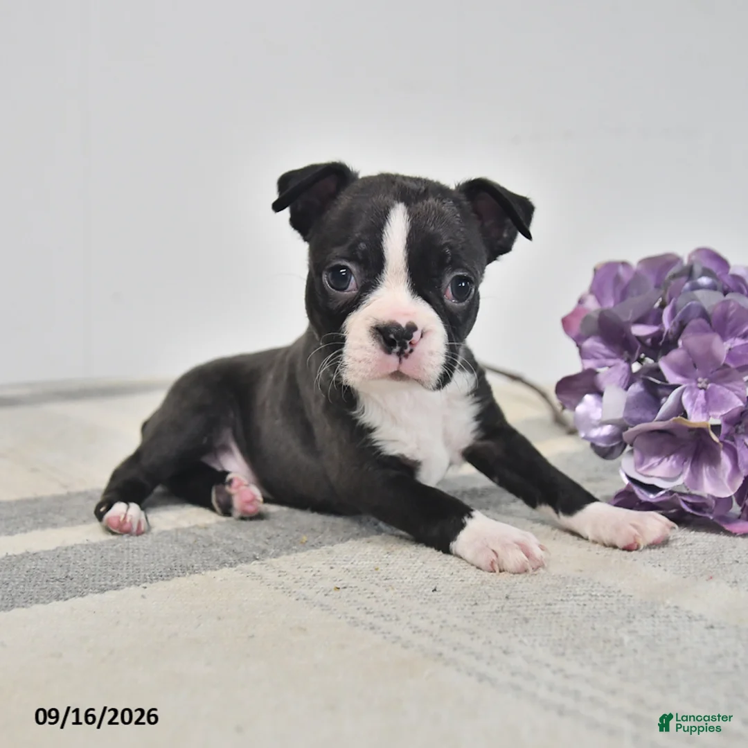 Boston Terrier dogs for sale: Ellie - Ad 3