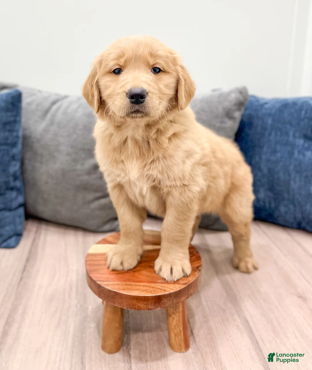 Golden Retriever dogs for sale: Millie - Ad 2