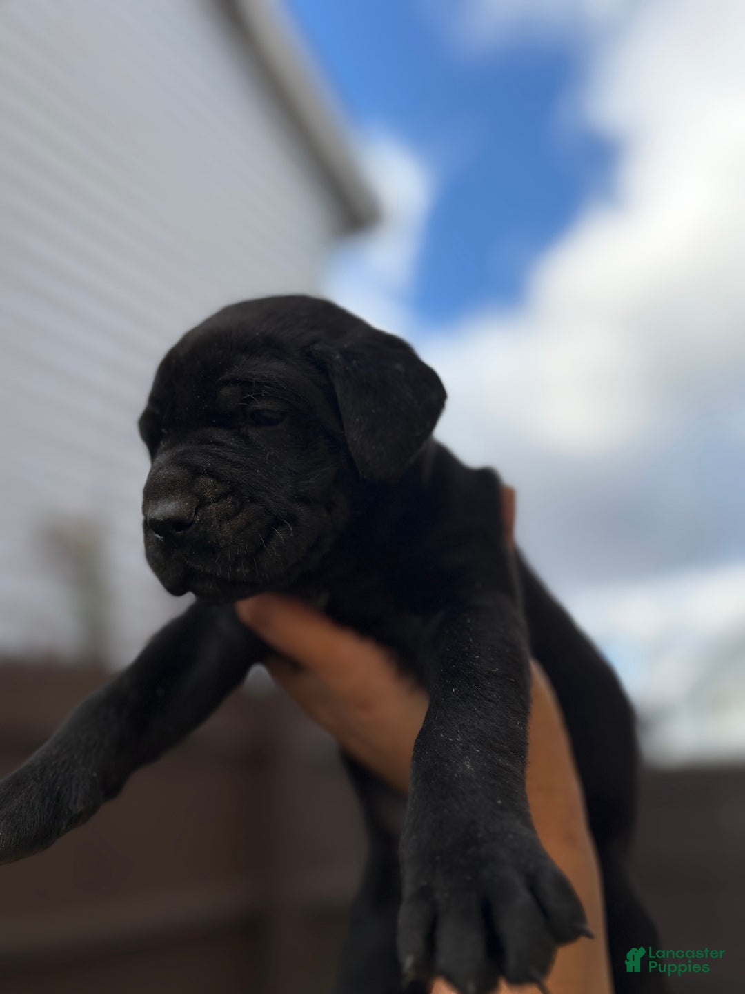Cane Corso dogs for sale: Diesel  - Ad 3