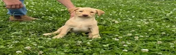Labrador Retriever dogs for sale: Rissy - Ad 4