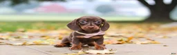 Miniature Dachshund dogs for sale: Lilly - Ad 5