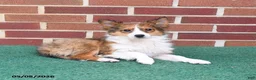 Shetland Sheepdog dogs for sale: Paddington - Ad 3