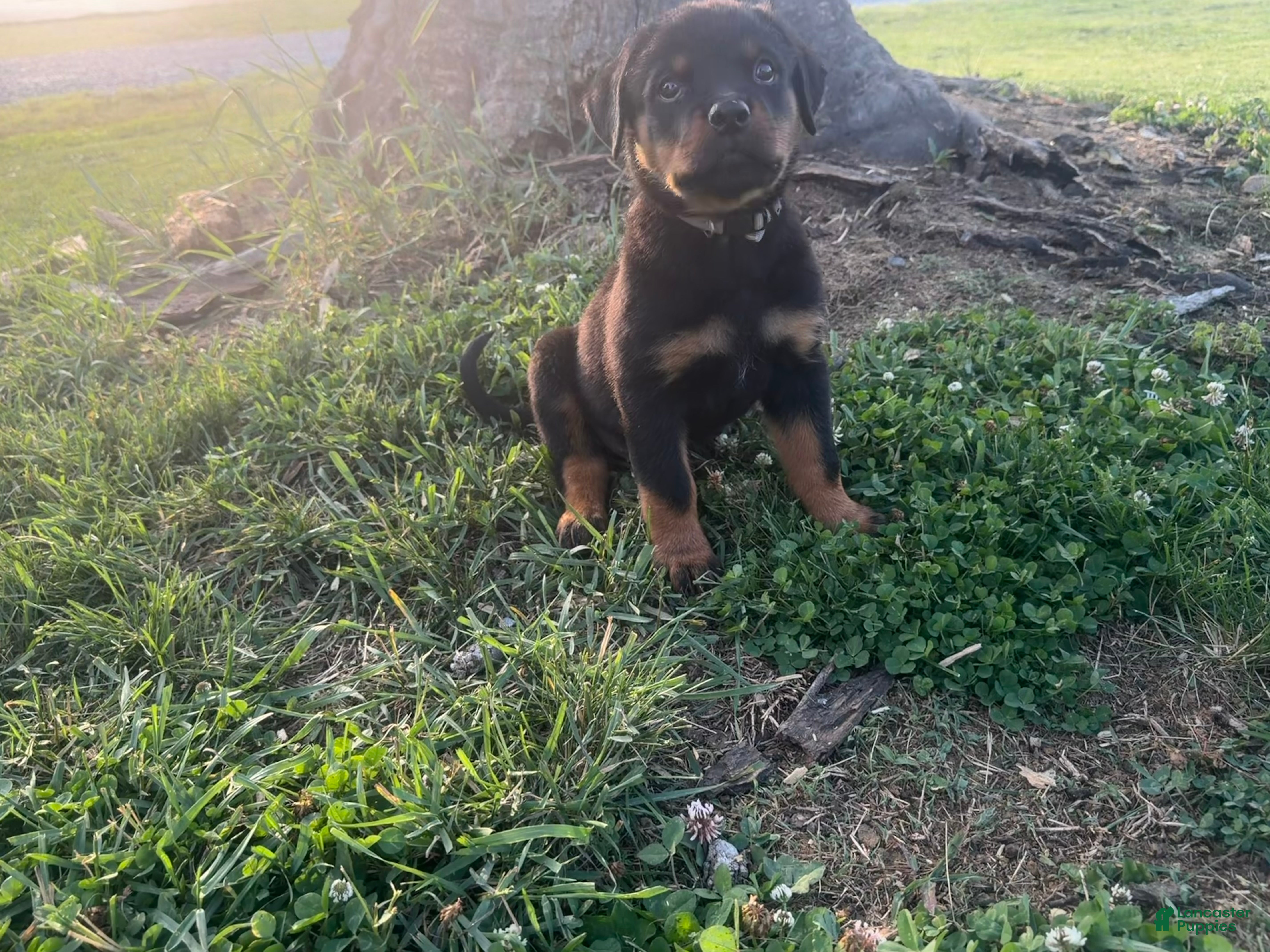 Rottweiler dogs Potter - Ad 42