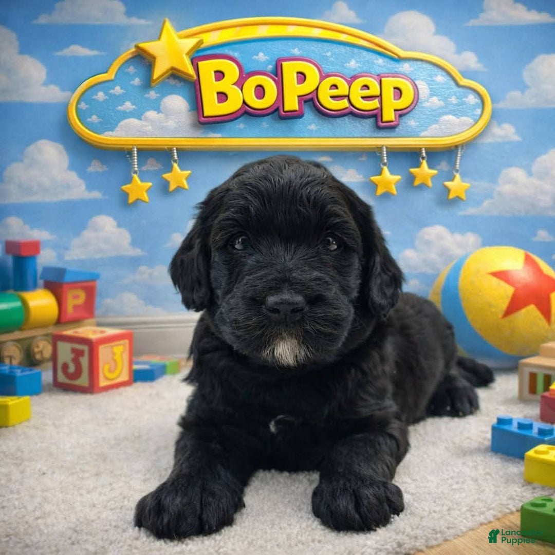 Mixed Breed dogs for sale: Mixed Breed Puppy 5 - Ad 1