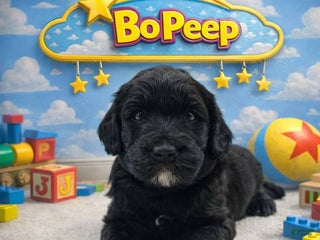 Mixed Breed dogs Mixed Breed Puppy 5 - Ad 14