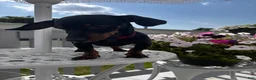 Miniature Dachshund dogs for sale: Miniature Dachshund 1 - Ad 5