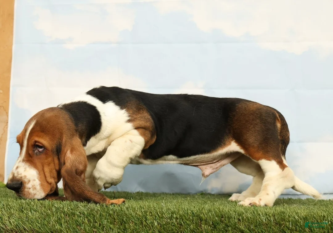 Basset Hound dogs for sale: Kerby - Ad 2