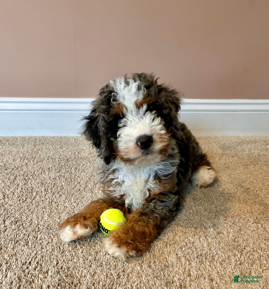 Gallery Image {{count}}