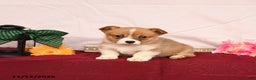 Welsh Corgi Pembroke dogs for sale: Otto - Ad 3