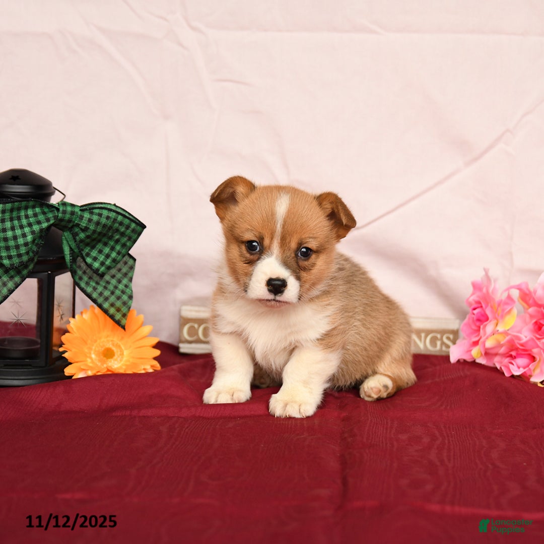Welsh Corgi Pembroke dogs for sale: Otto - Ad 3