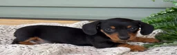 Miniature Dachshund dogs for sale: Lily - Ad 4