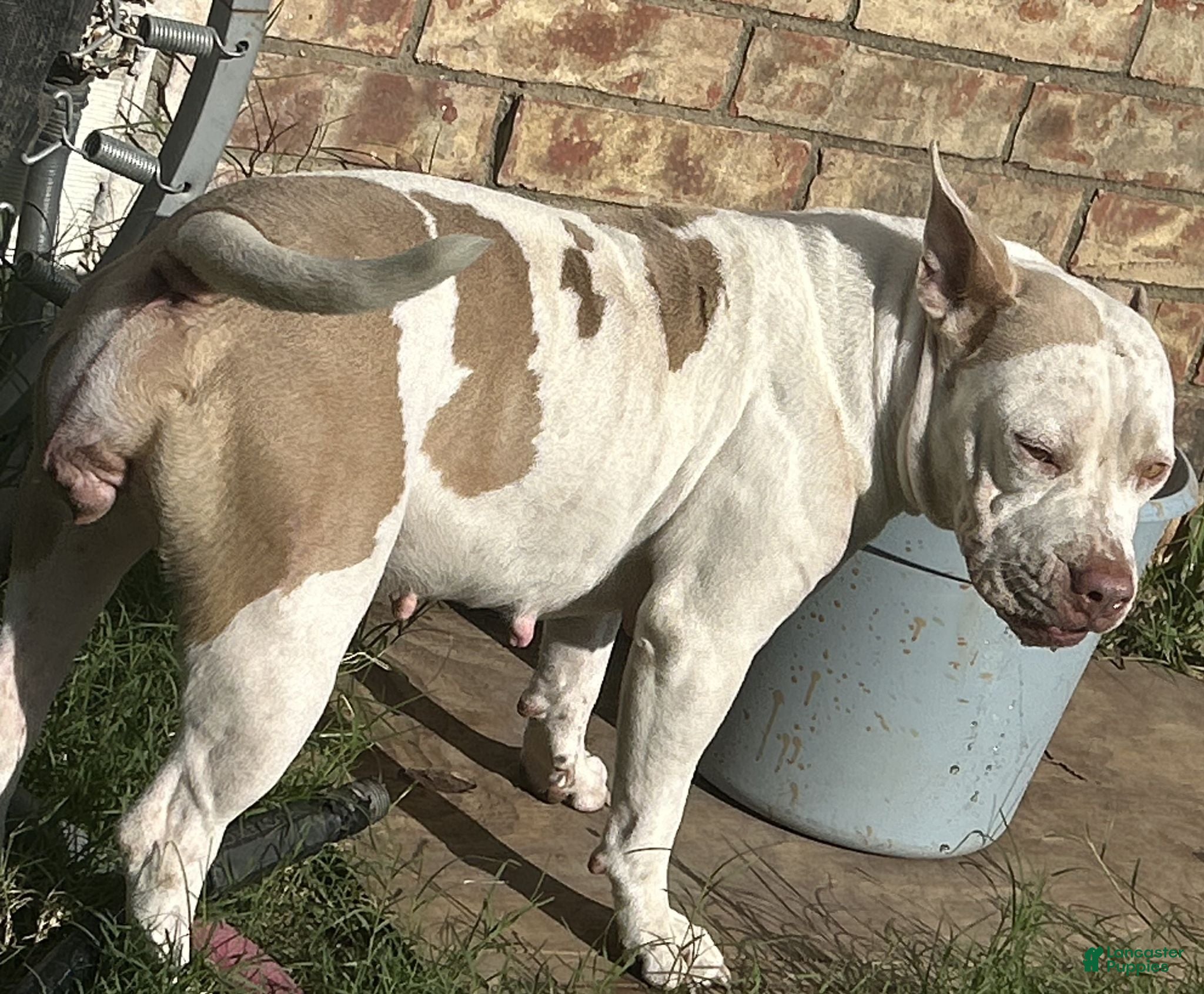 American Bully dogs American Bully 1 - Ad 1