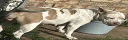 American Bully dogs for sale: American Bully 1 - Ad 1