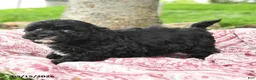 Maltipoo dogs for sale: Ira - Ad 5