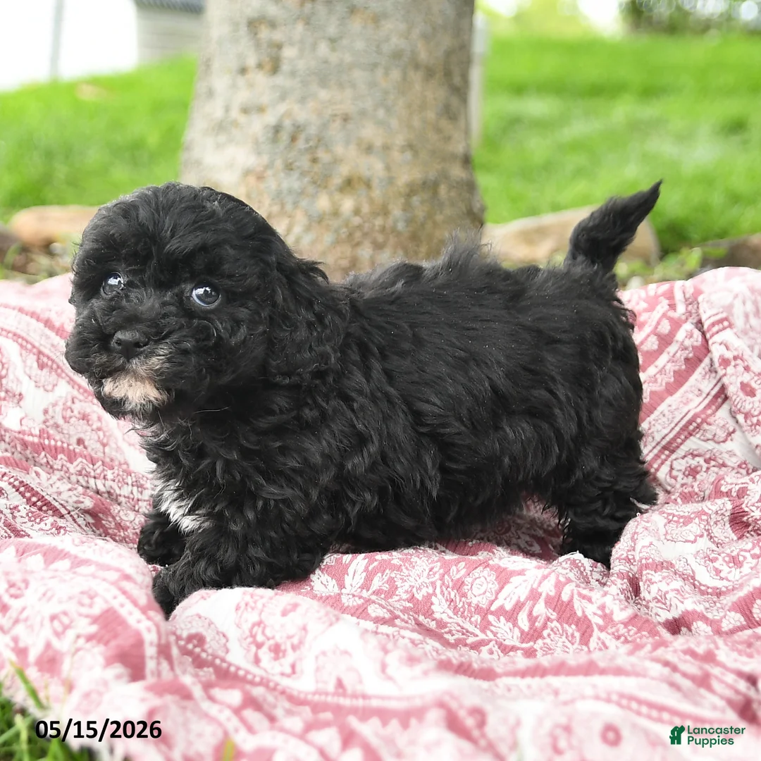 Maltipoo dogs for sale: Ira - Ad 5