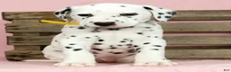 Dalmatian dogs for sale: Sprinkle - Ad 1