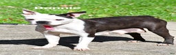 Boston Terrier dogs for sale: Ricky  - Ad 10