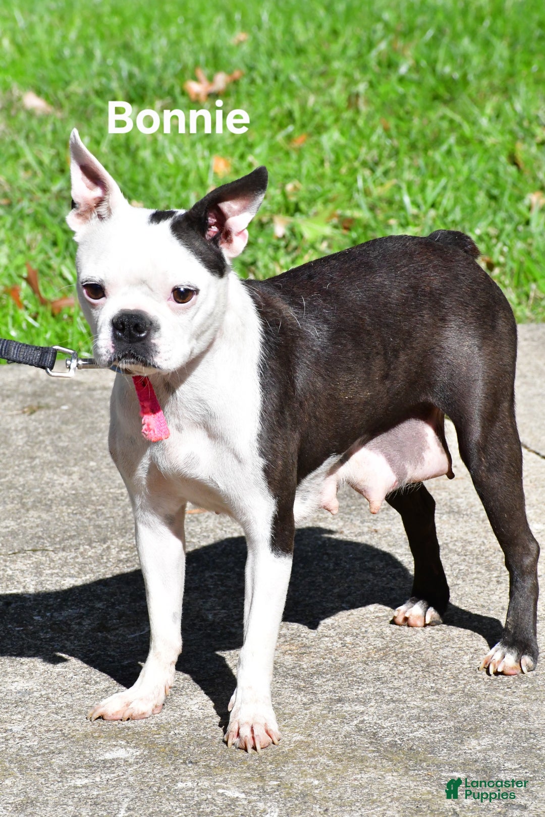 Boston Terrier dogs for sale: Ricky  - Ad 10